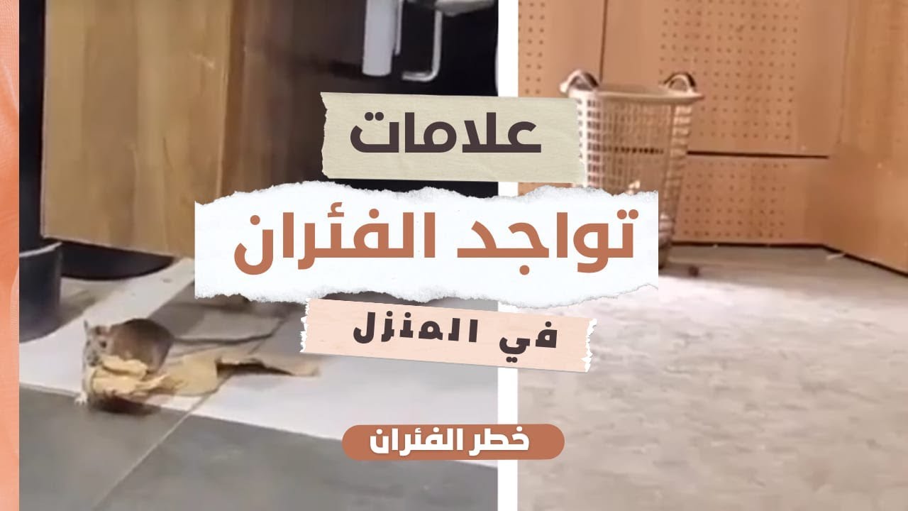 علامات وجود الفئران في البيت ( فأر المنزل او الجرذ )