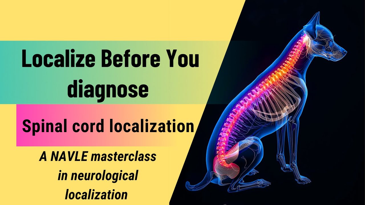 Localize Before You Diagnose: The Definitive NAVLE Guide to Spinal Cord Neurology