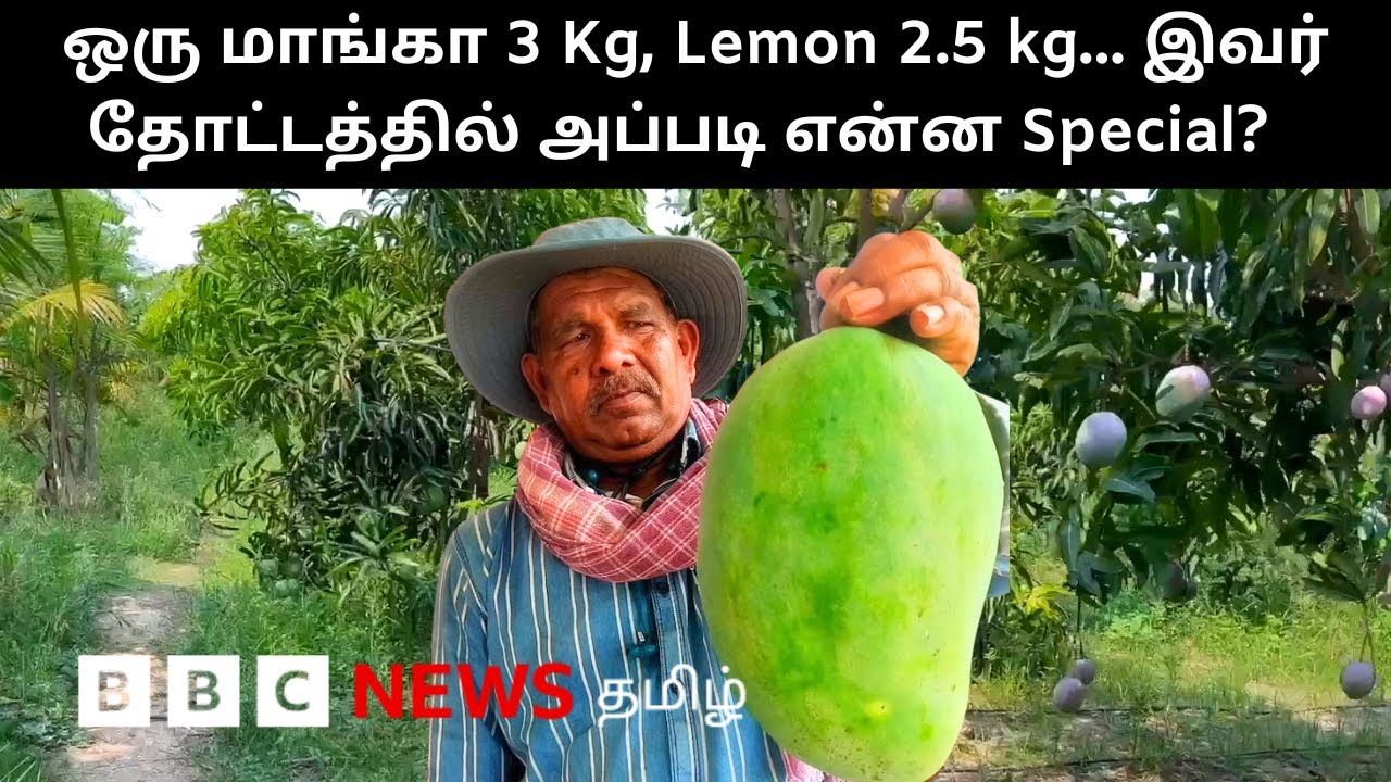 ஒரே தோட்டத்தில் 237 வகை மாம்பழம், ஒவ்வொன்னும் அவ்வளவு பெருசு - கலக்கும் இயற்கை விவசாயி