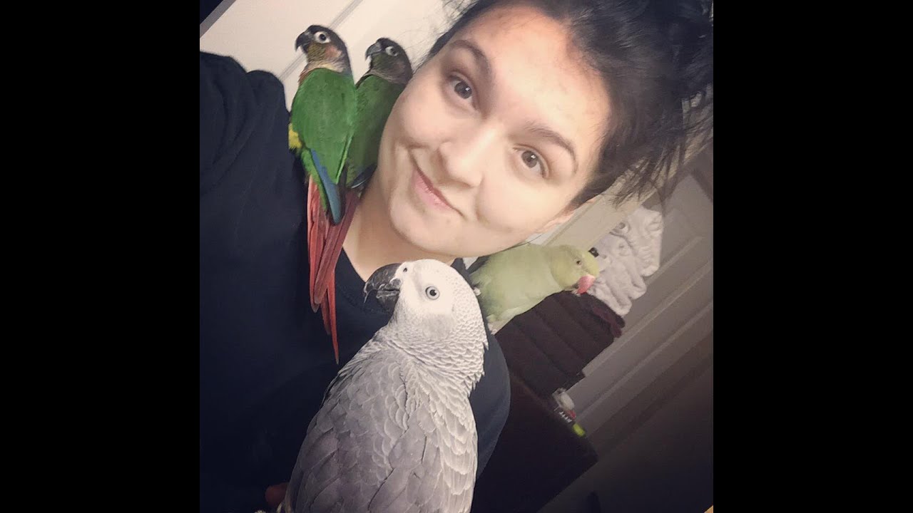 Bird Room Update! - African grey, Indian Ringnecks, and Conures.