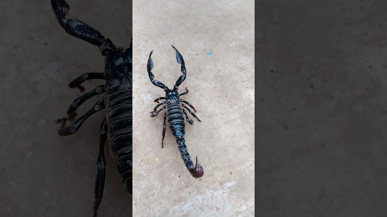 Scorpion so fast