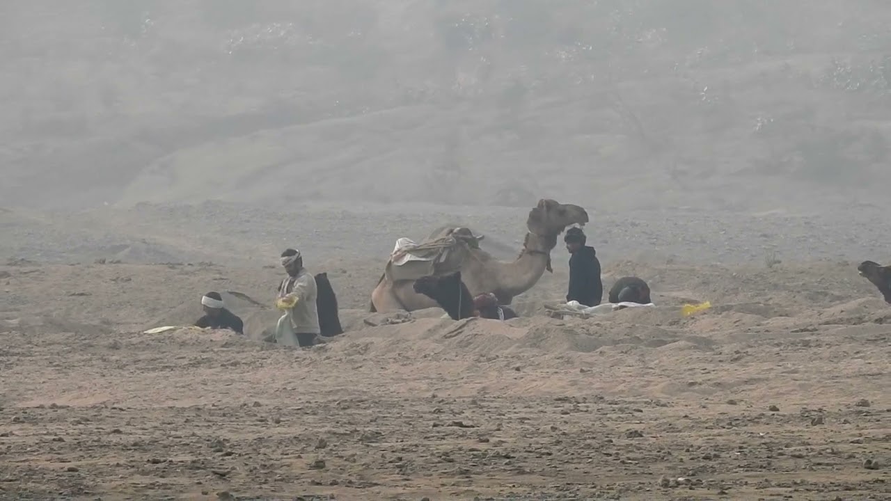 The Truth About Camels and Illegal Sand Mining in India | Chambal River & Biodiversity Crisis