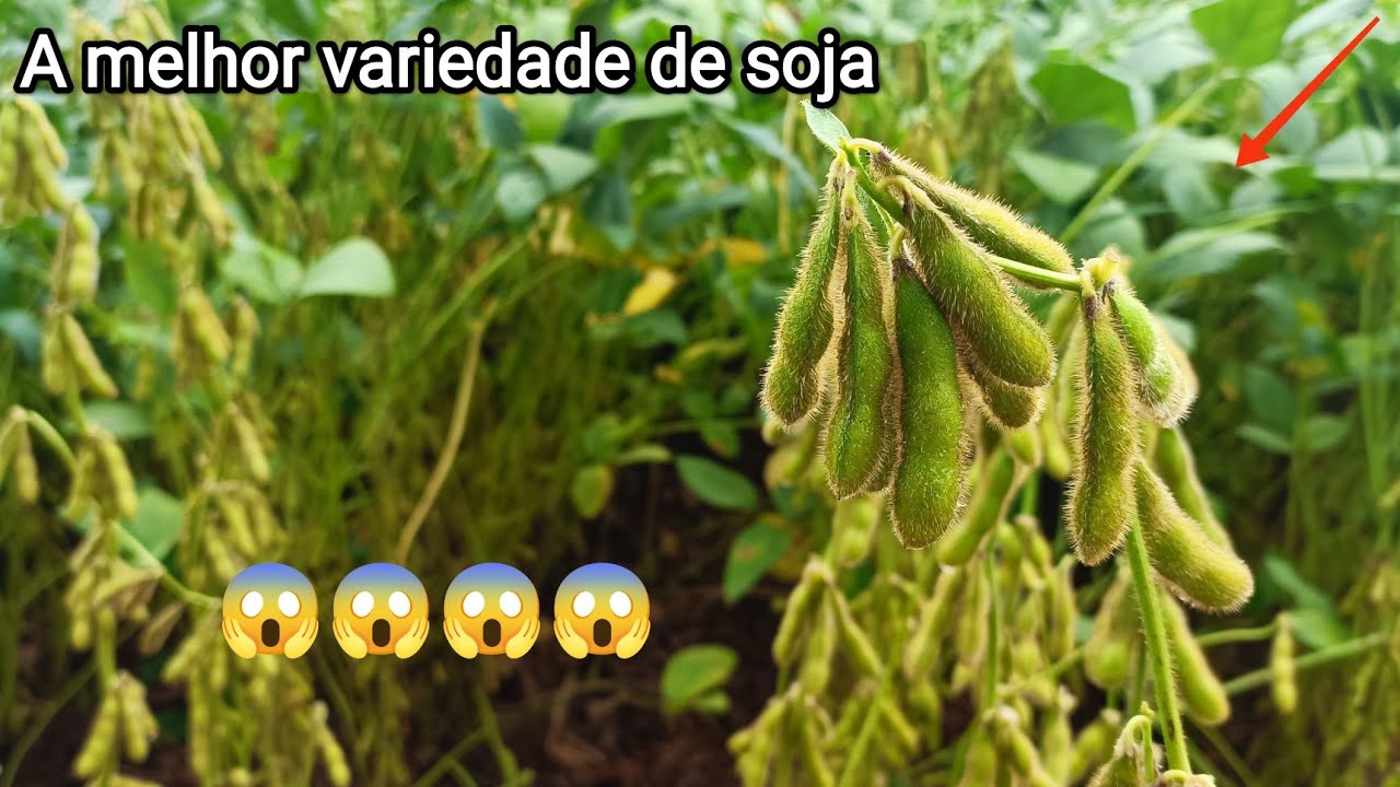 A melhor variedade de soja do Brasil