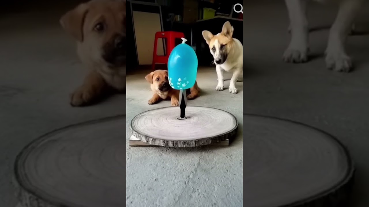 @🐕🐶❤️🥰