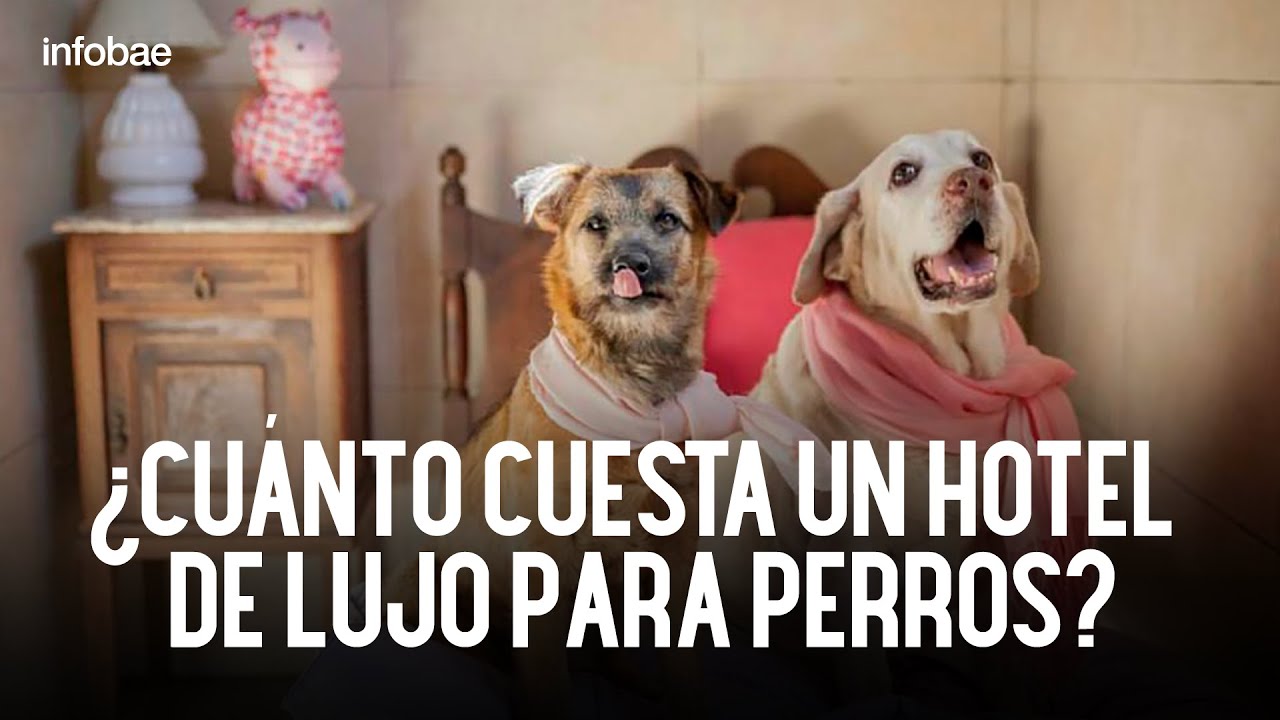Hotel de lujo para perros: habitaciones exclusivas, alimentación natural y bienestar emocional.