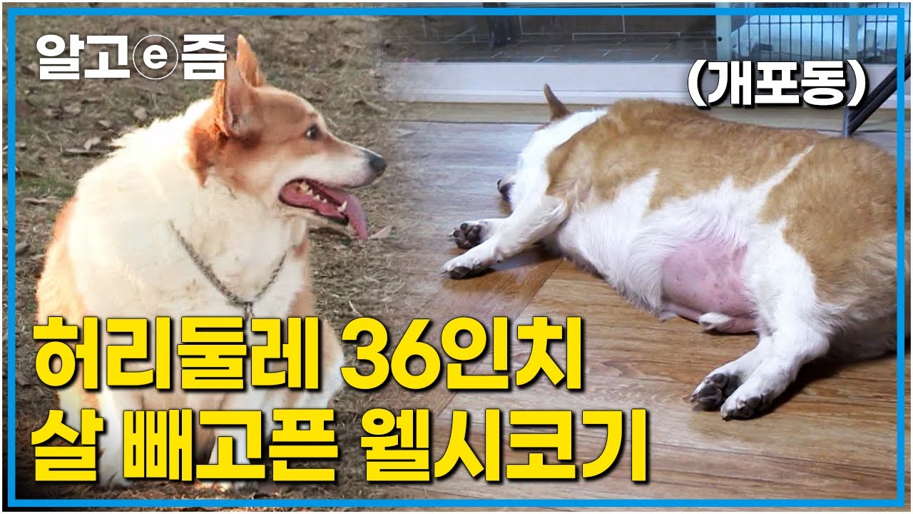 32kg 초고도비만 웰시코기 등장! 보호자의 사랑을 듬뿍 먹고 자란 태양이의 다이어트 도전기┃세상에 나쁜 개는 없다┃알고e즘