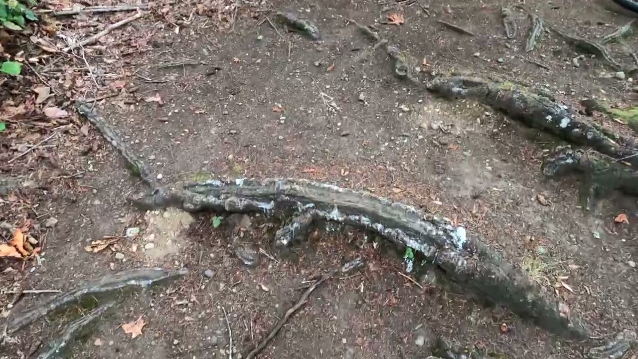 Ride Along Vlog - The GT Aggressor Pro goes to Tapeworm Trail