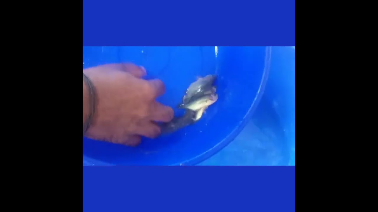 Anabus breeding 🐟🐟🐟