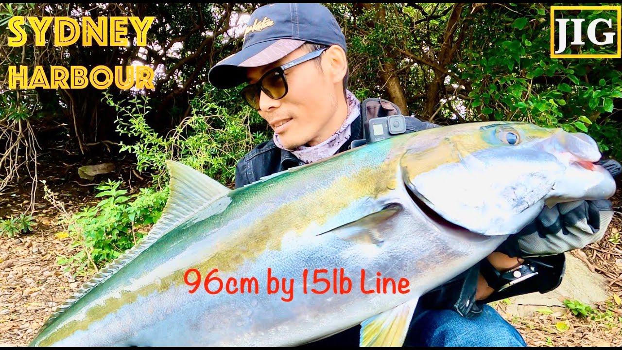 Shore Jigging | Sydney Harbour Kingfish