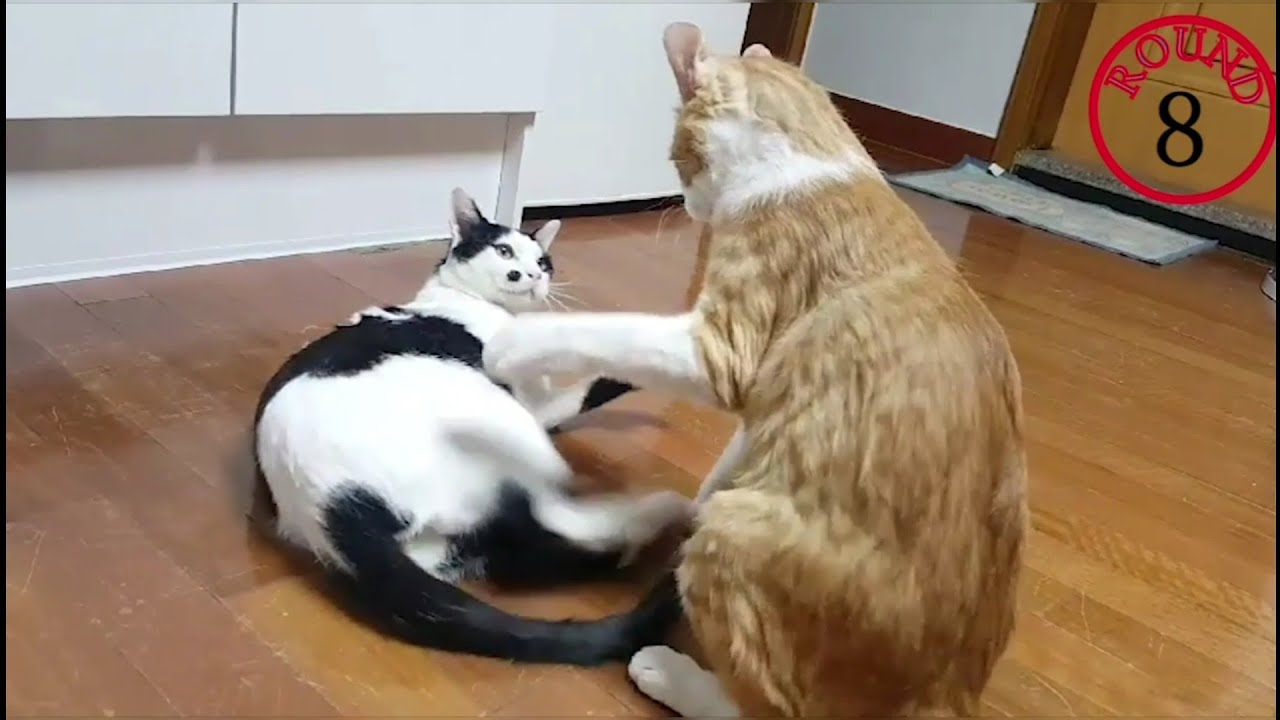 투닥투닥 라이벌 고양이, 코코 vs 점돌