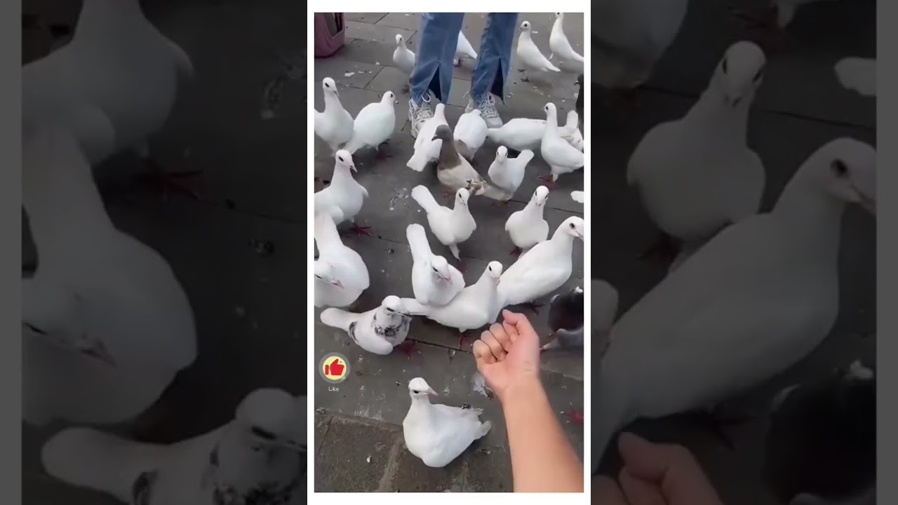 Animalius fun 😆😆 #animals #funny #viral #shortfeed #shorts