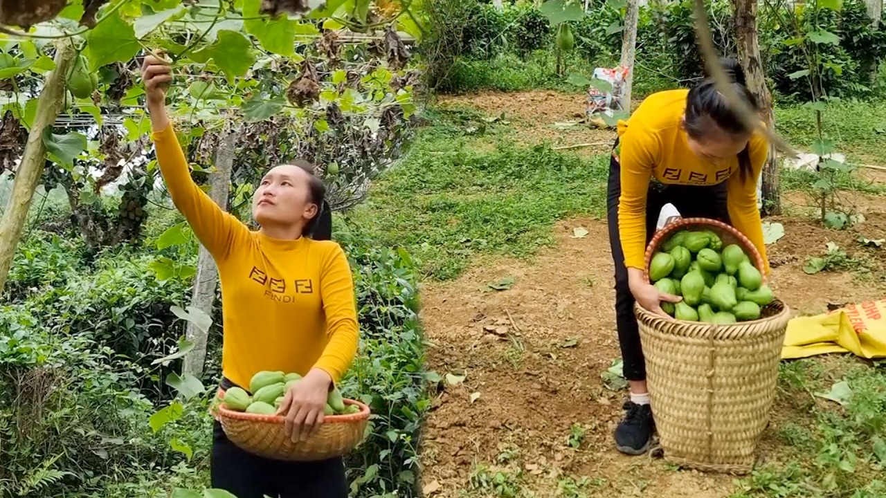 Harvesting Fresh Chayote in the Mountain Garden | A Peaceful Day Gathering Organic Vegetables
