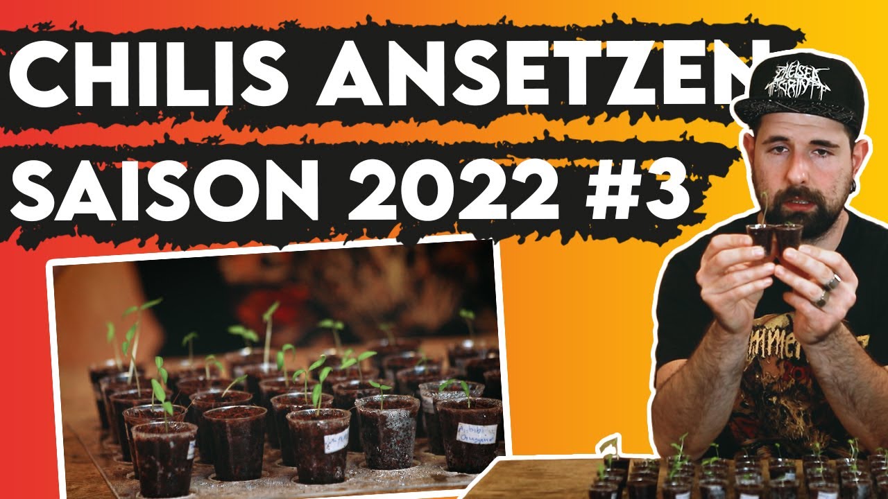 Chilis ansetzen für Fortgeschrittene - Chili Saison 2022 🌶️  | Update #3
