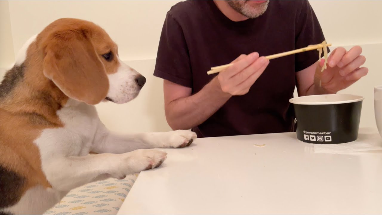 Cute beagle eats ramen with chopsticks