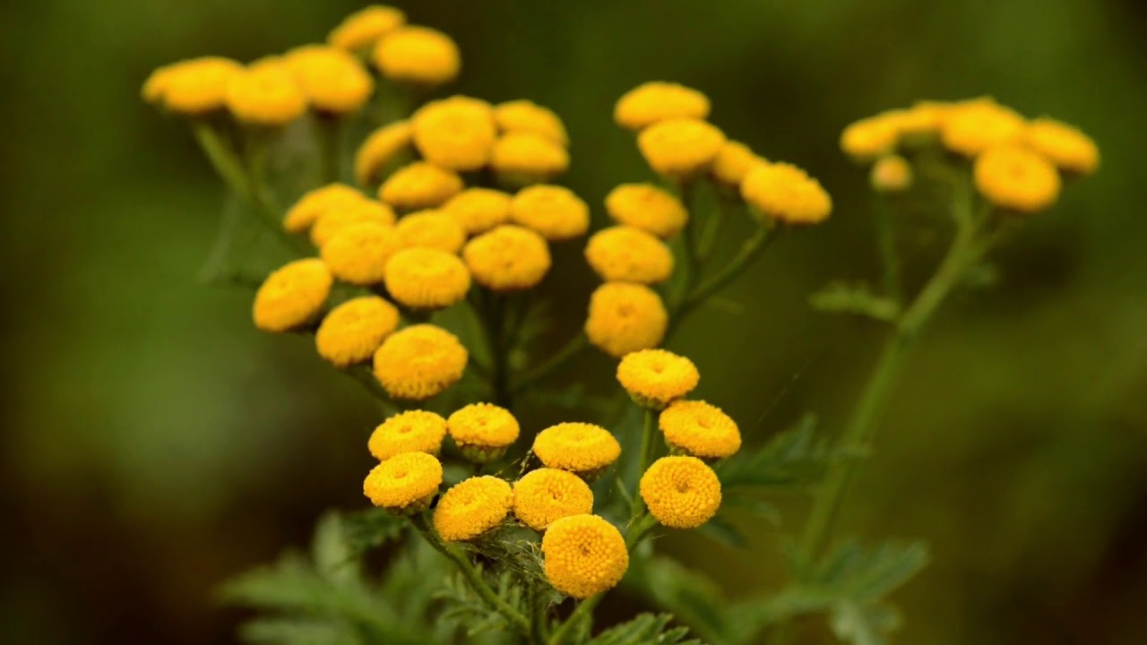Common Tansy