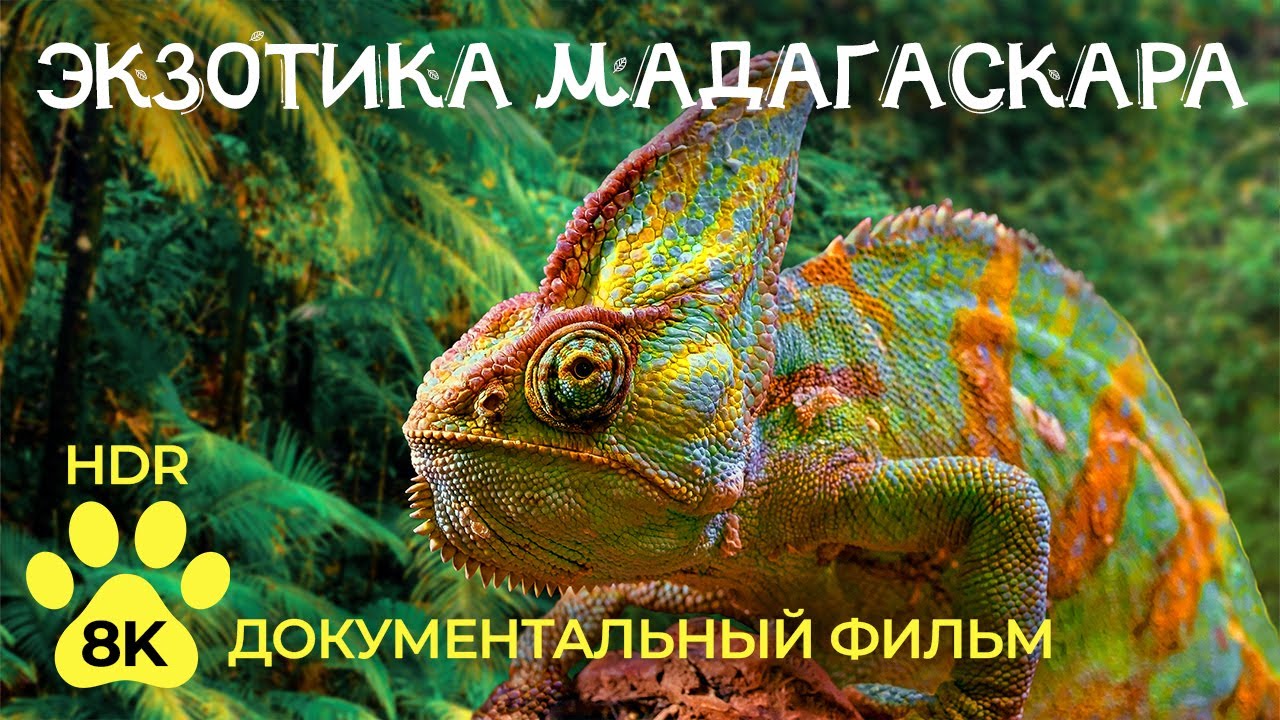 Экзотические животные МАДАГАСКАРА - Лемуры и хамелеоны — Документальный фильм о дикой природе 8K HDR