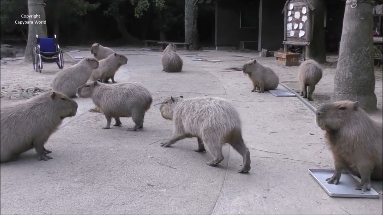 Hinase Capybara Is In A BAD Mood!!!