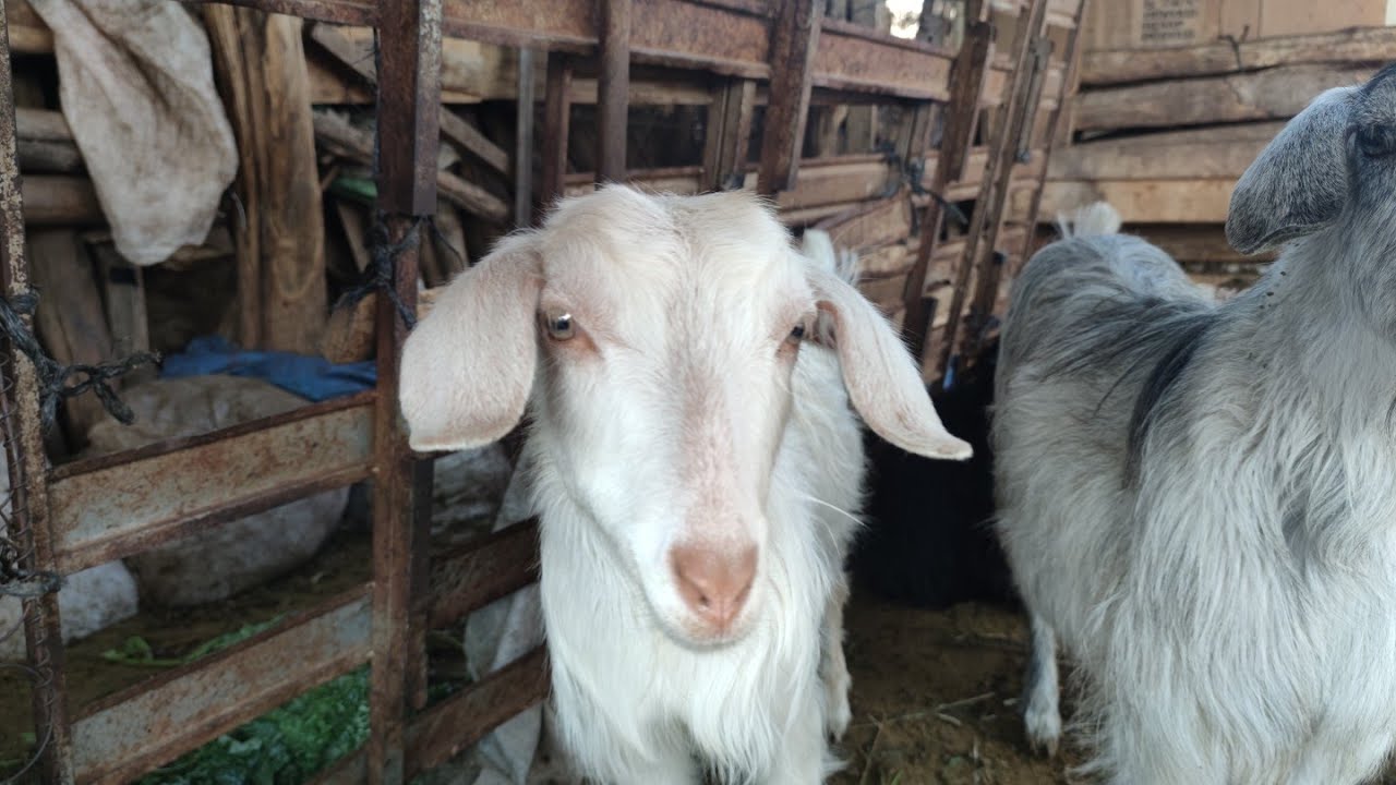 Bursa iznik  tacir köyü kiraz çiçeği bahçelerini gezmek