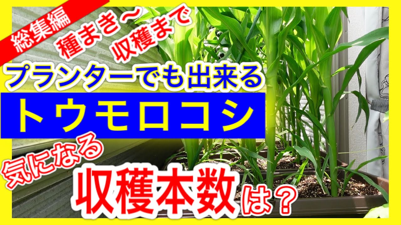 【プランターでも出来るトウモロコシ栽培】気になる収穫本数は？　～種まきから収穫まで一挙紹介～