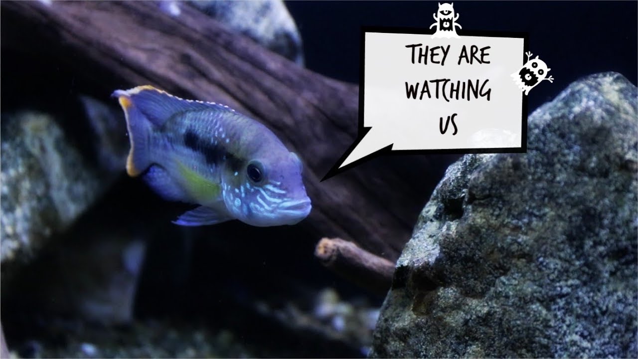 The Hidden Parasites That Stalk Aquarium Fish
