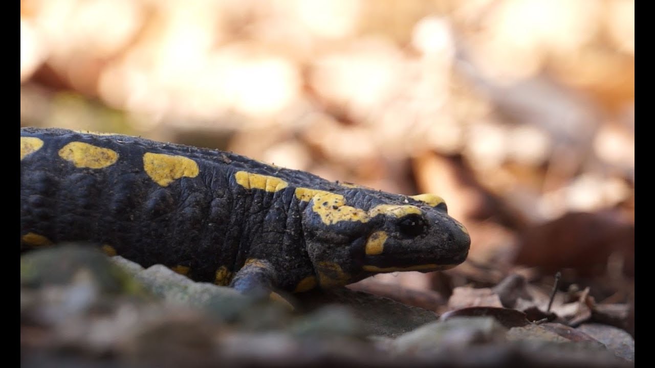 Feuersalamander - Vom Aussterben bedroht