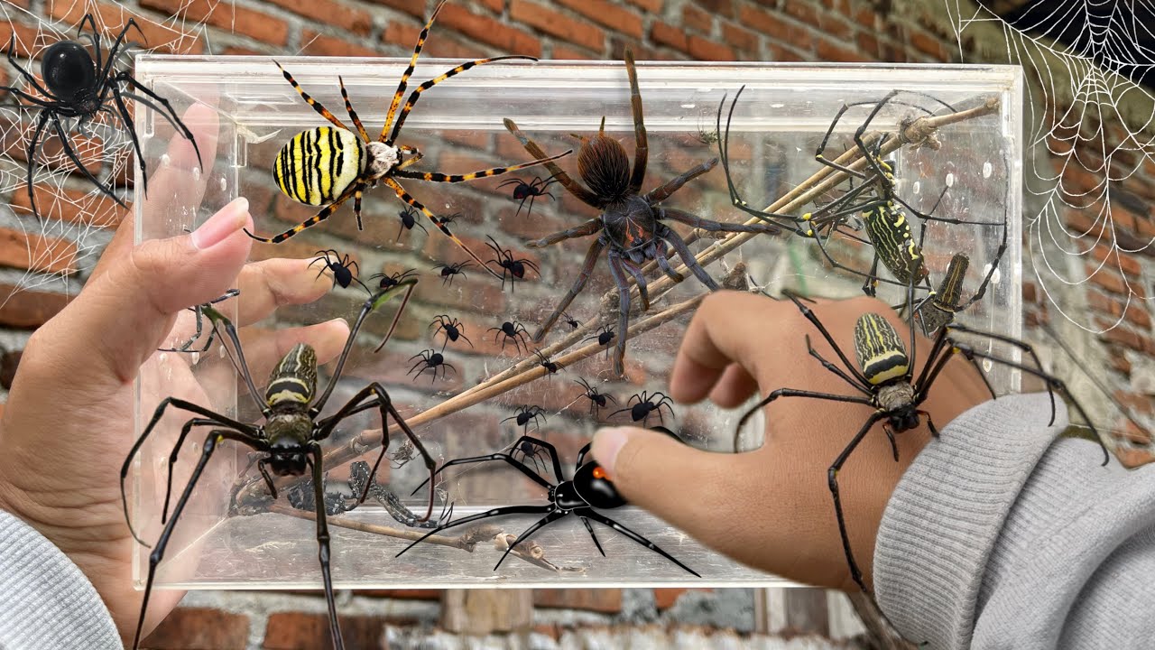 Hunting a Thousand Spider in Old House