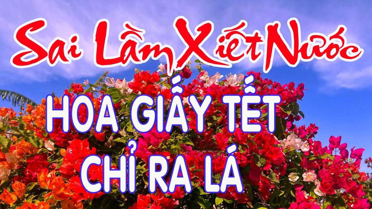 Sai Lầm Khi Xiết Nước Hoa Giấy Tết Chỉ Ra Lá