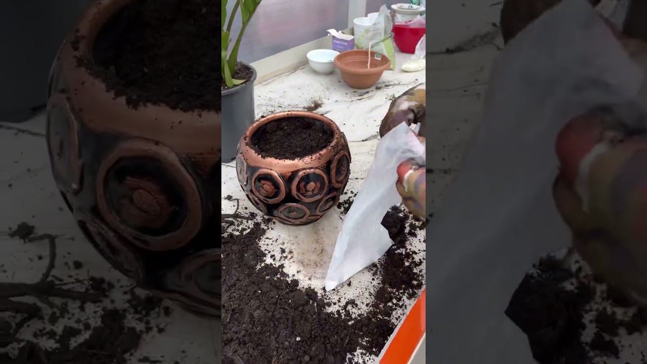 چارەسەری گوڵی (زامبیا) یان (زامیا) یان زامۆفیلیا /توشبونی ڕەگی بە فتریات بە هۆی زۆر ئاودانی کردن