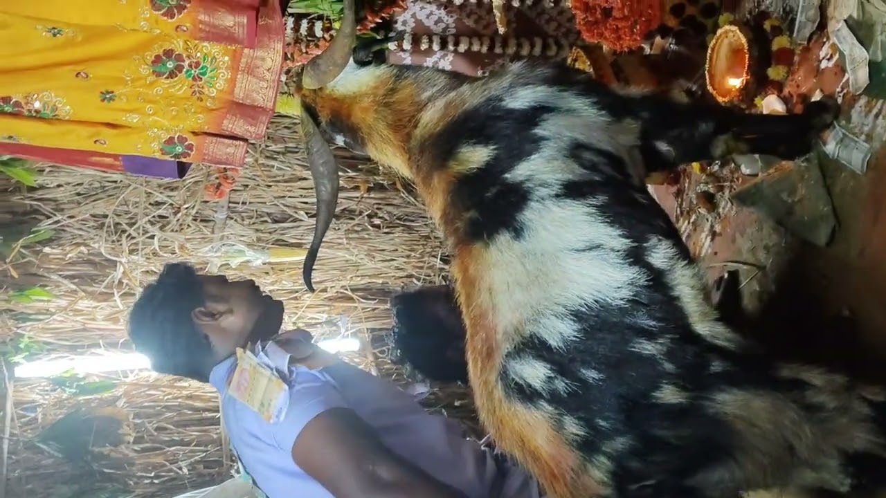 Ambati Tirupathirao Tungatampara vanjarapu Ayyappa.. Gavu.. 🔥🔥🔥2-2-2026 ph 9398948864