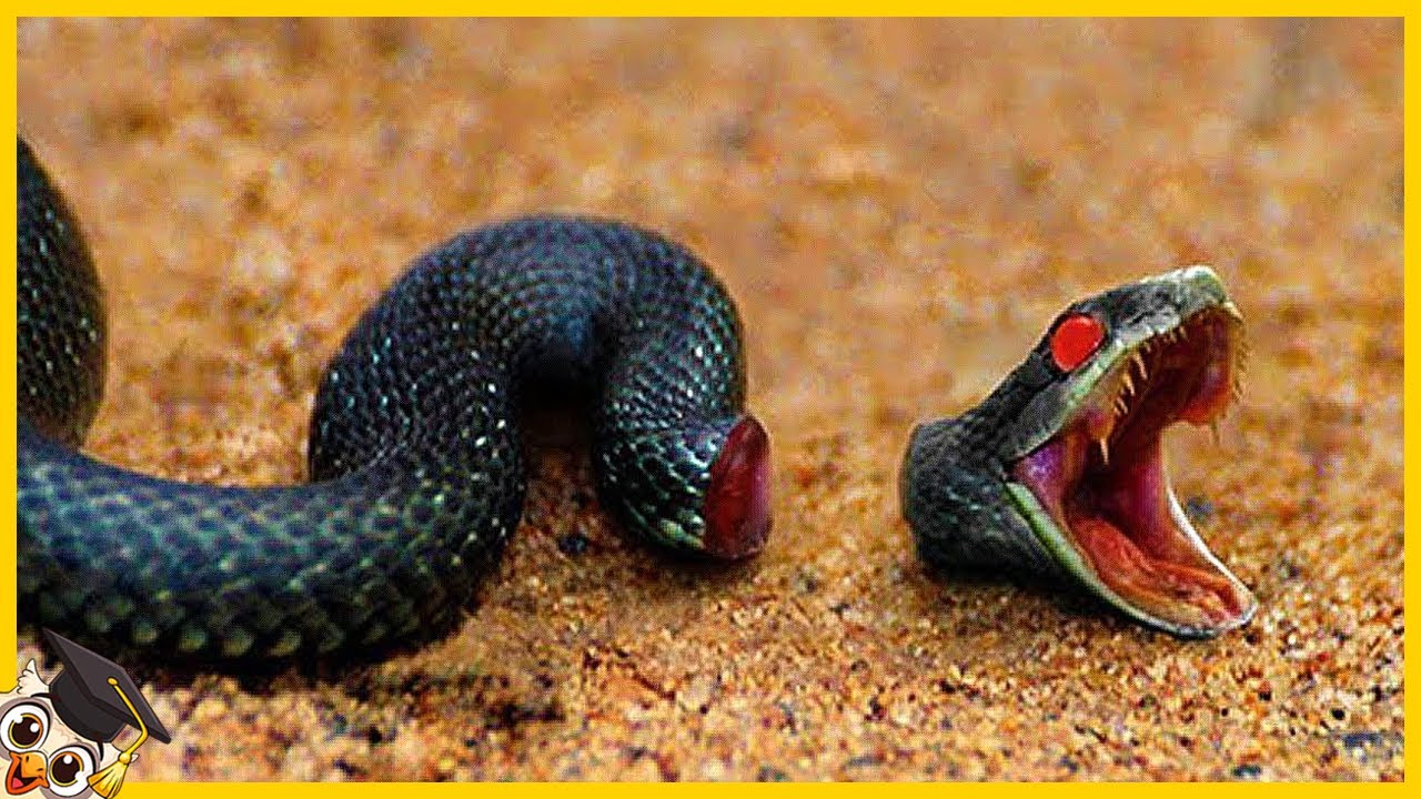 20 Animali Sopravvisuti All’Impossibile