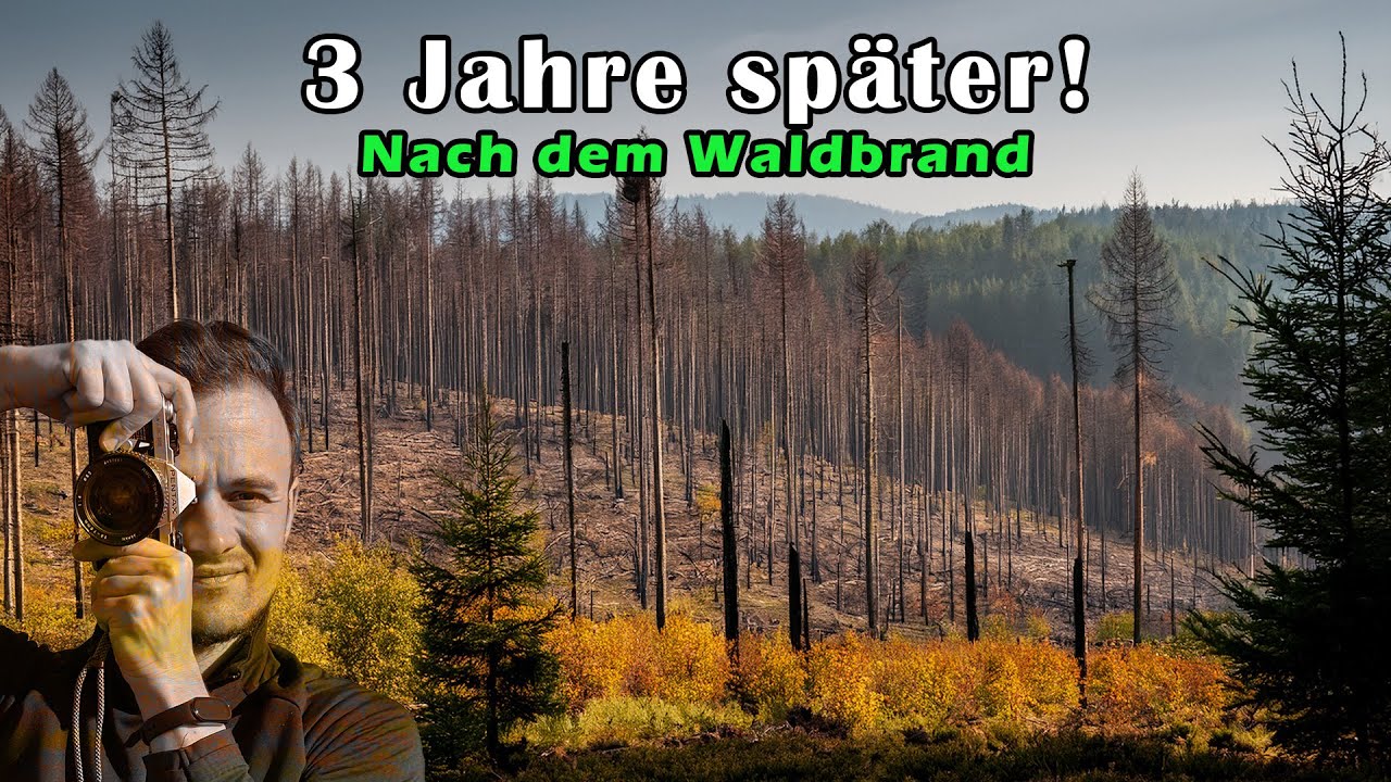 Waldbrand! 3 Jahre später ist alles anders!