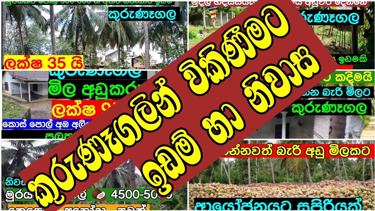 House for sale | Land for sale | Coconut Land For Sale in Kurunegala  | aduwata gewal | Idam Kadam