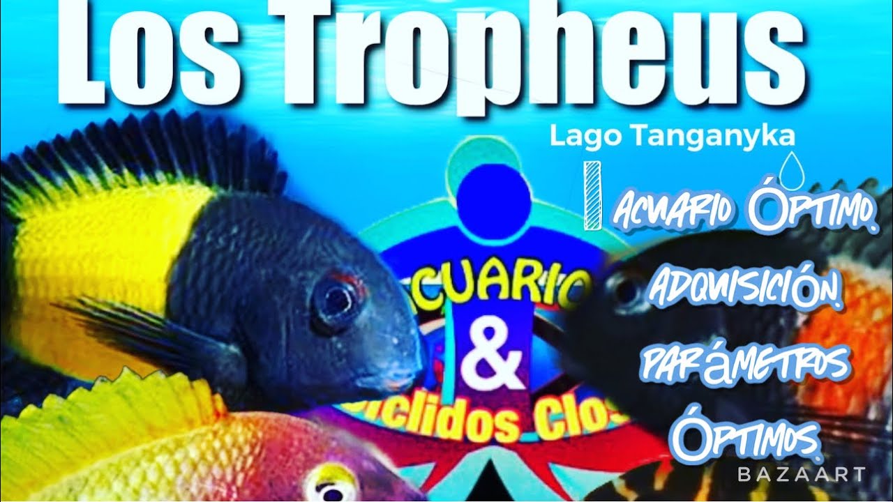 Tropheus 1. #tropheus #cichlids