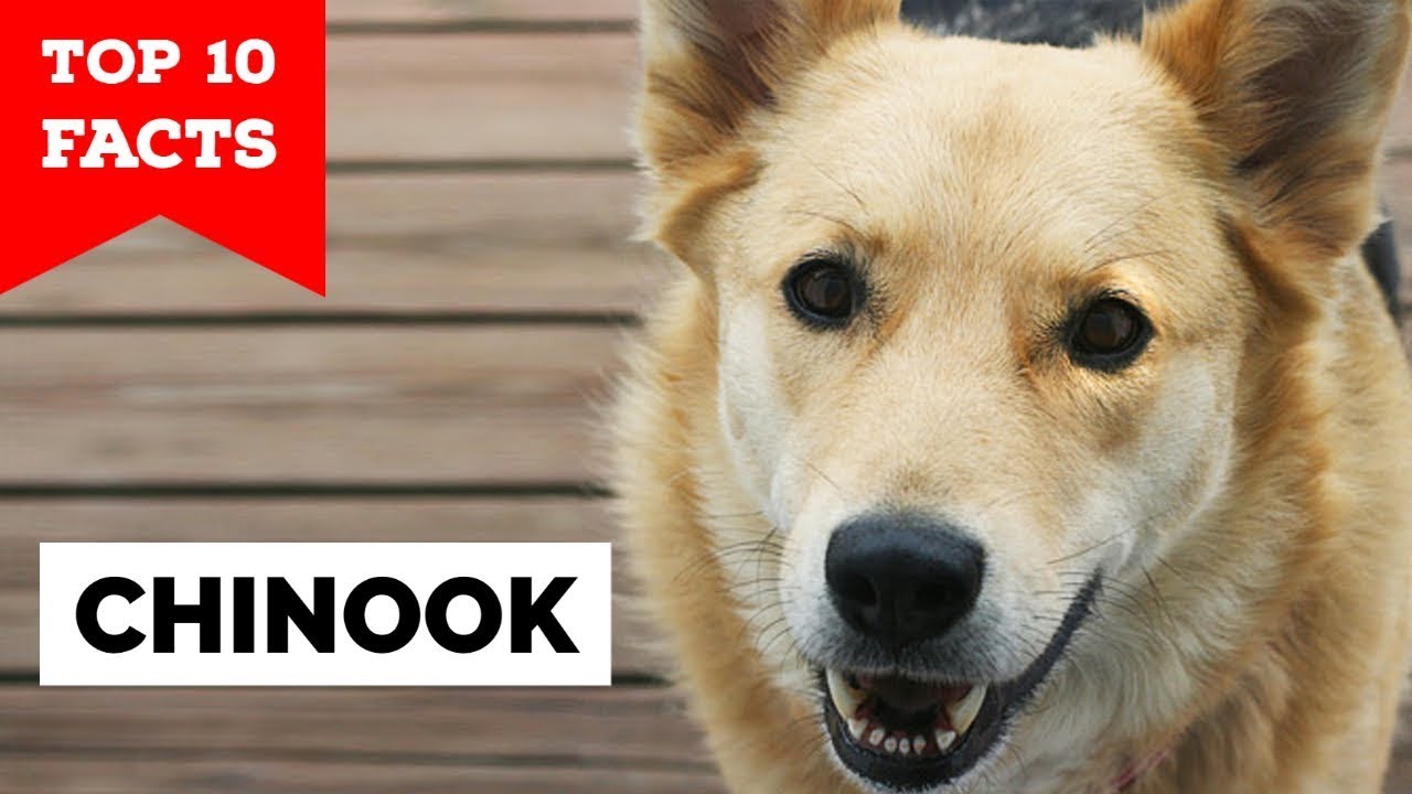 Chinook Dog - Top 10 Facts