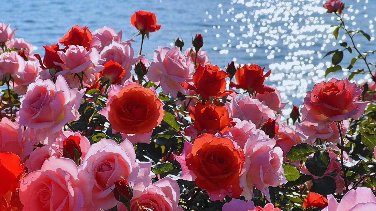 🌹 2 Hour Rose Garden Healing Piano Music | Deep Relaxation • Study • Work • Sleep Background 🌹