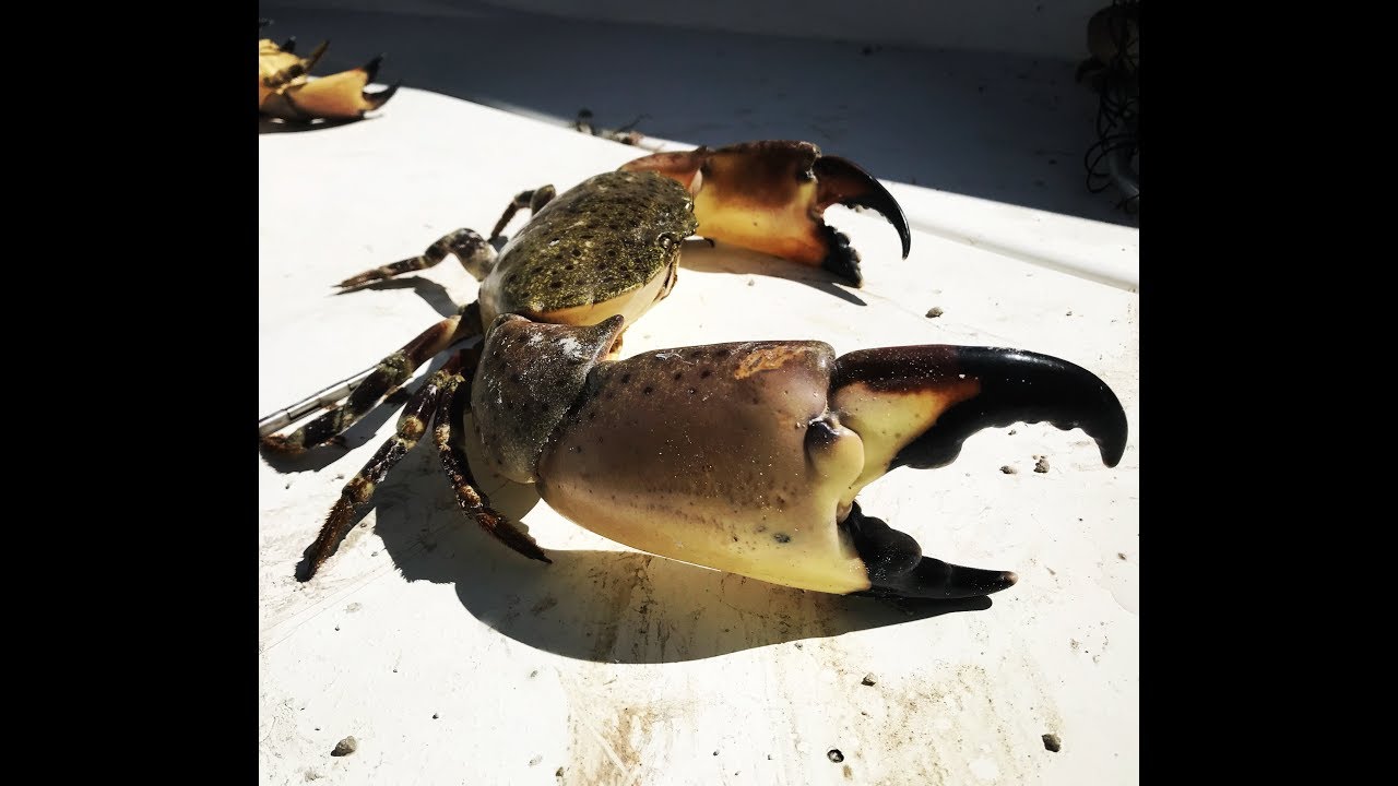 STONE CRABS: How To Catch Them By Hand. Winter 2017. Miami, FL