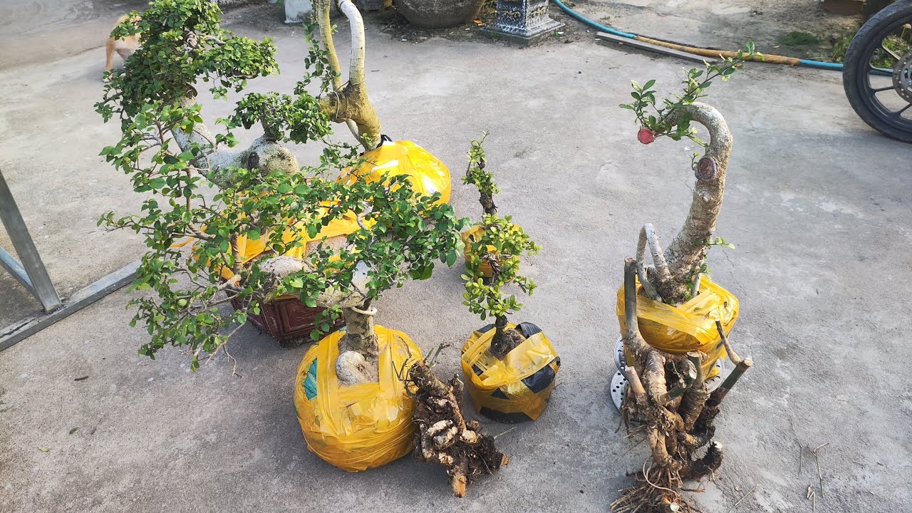 Chiều 4.3 .0359540980 gl cây cảnh các loại giá rẻ bao ship toàn quốc 