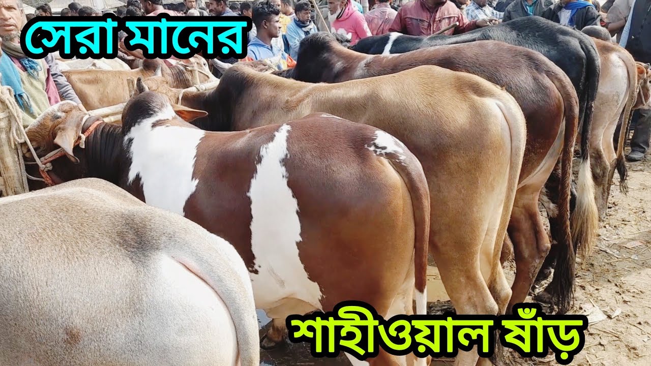 বসুনিয়া গরুর হাট শাহীওয়াল ষাঁড় গরুর বাজার  জেনে নিন। Sahiwal cow । 