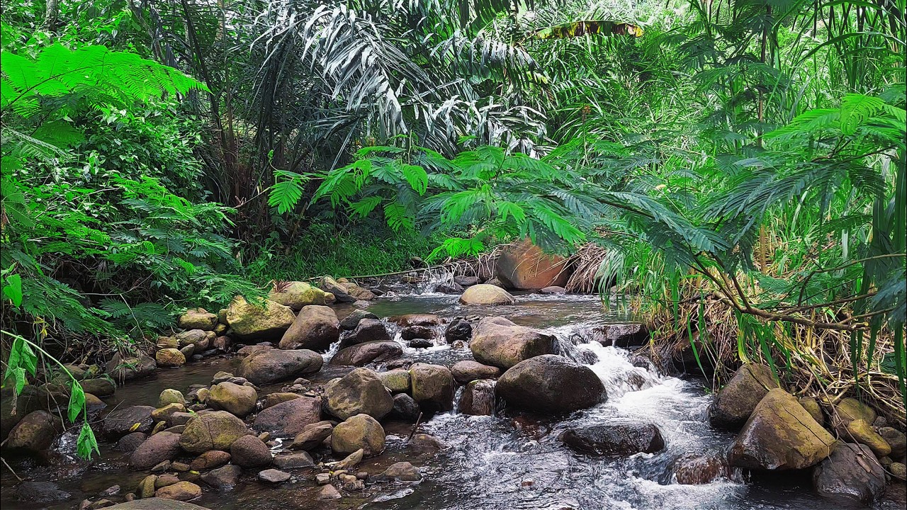 Sleep Soundly Beside Peaceful Jungle Stream with Soothing Sound of  Water Flow and Beautiful Views