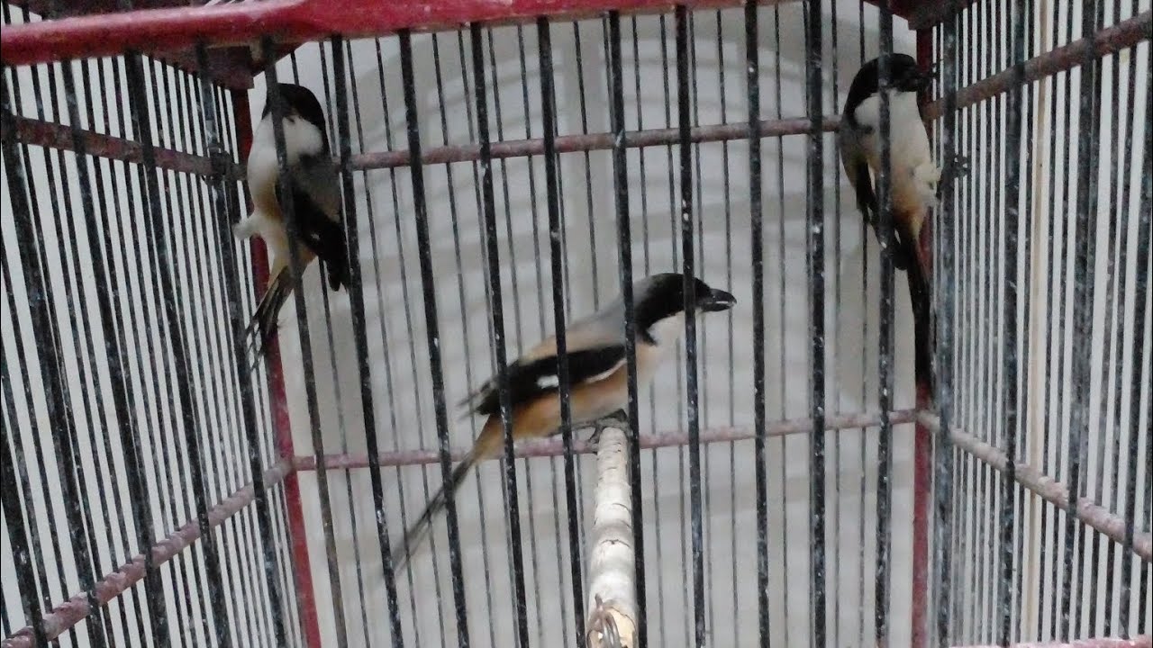 DATANG LAGI CENDET MUDA HUTAN #CENDET MANIA MALANG #