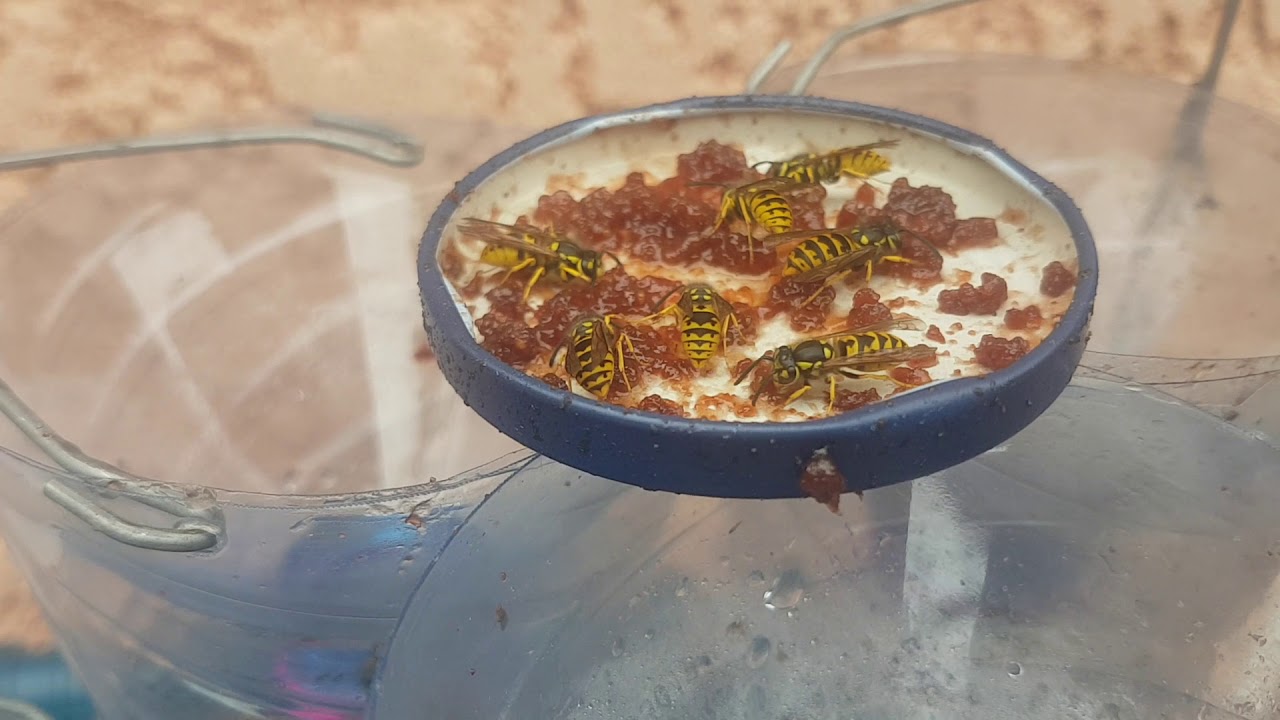 comment piéger les guêpes