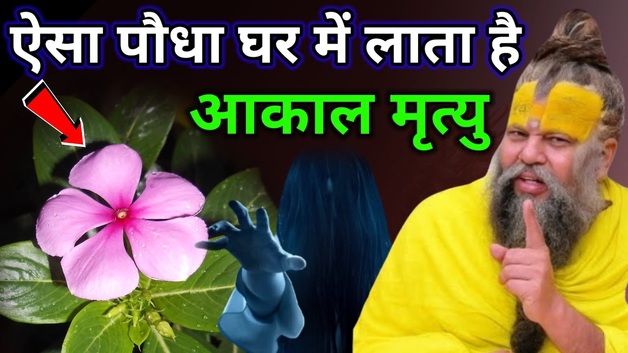 ऐसा पौधा घर में लता है अकाल मृत्यु।। जिस घर में यह पौधा है वो वीडियो जरूर देखें #premanand​ ji