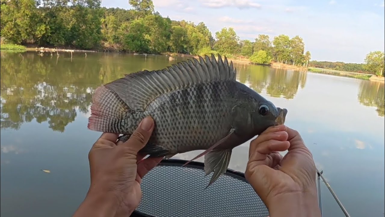 Trở lại điểm câu cũ từng hot một thời , liệu còn cá ?  #lenghiafishing  #fishing #cauca 