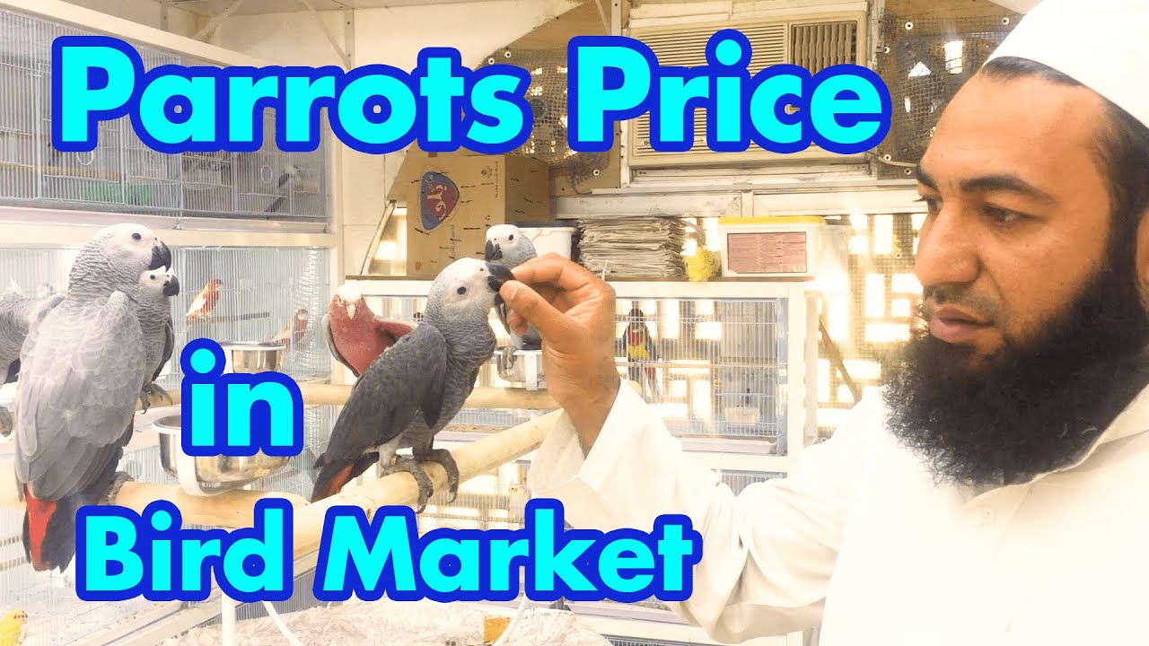 Parrots Price in Bird Market Sharjah | Bird Market Sharjah #birdmarket #parrotprice #sharjah