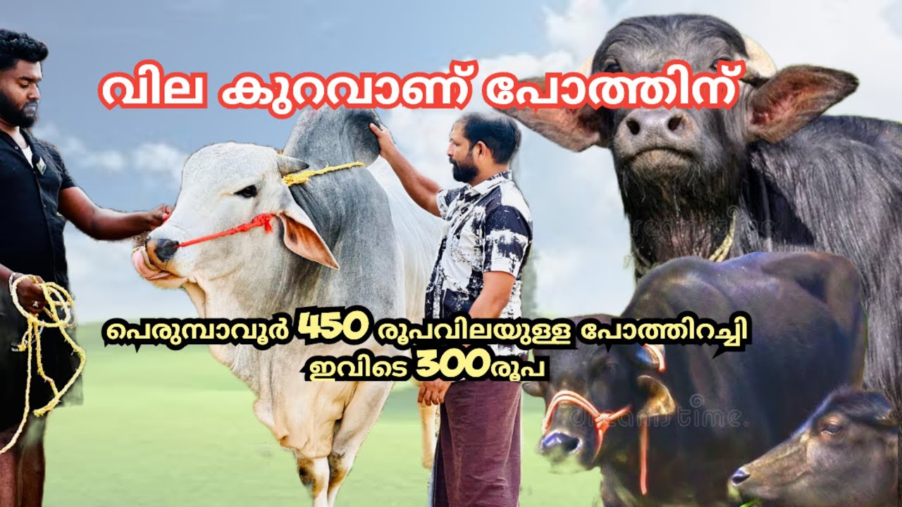 വില കുറവാണ് പോത്തിന് പെരുമ്പാവൂർ 450 രൂപവിലയുള്ള പോത്തിറച്ചി ഇവിടെ 300രൂപ bull
