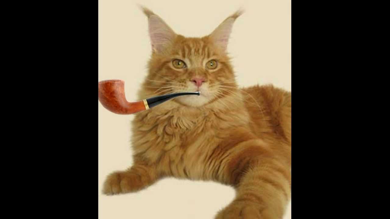 Opowiem Ci Bajke Jak Kot Palil Fajke