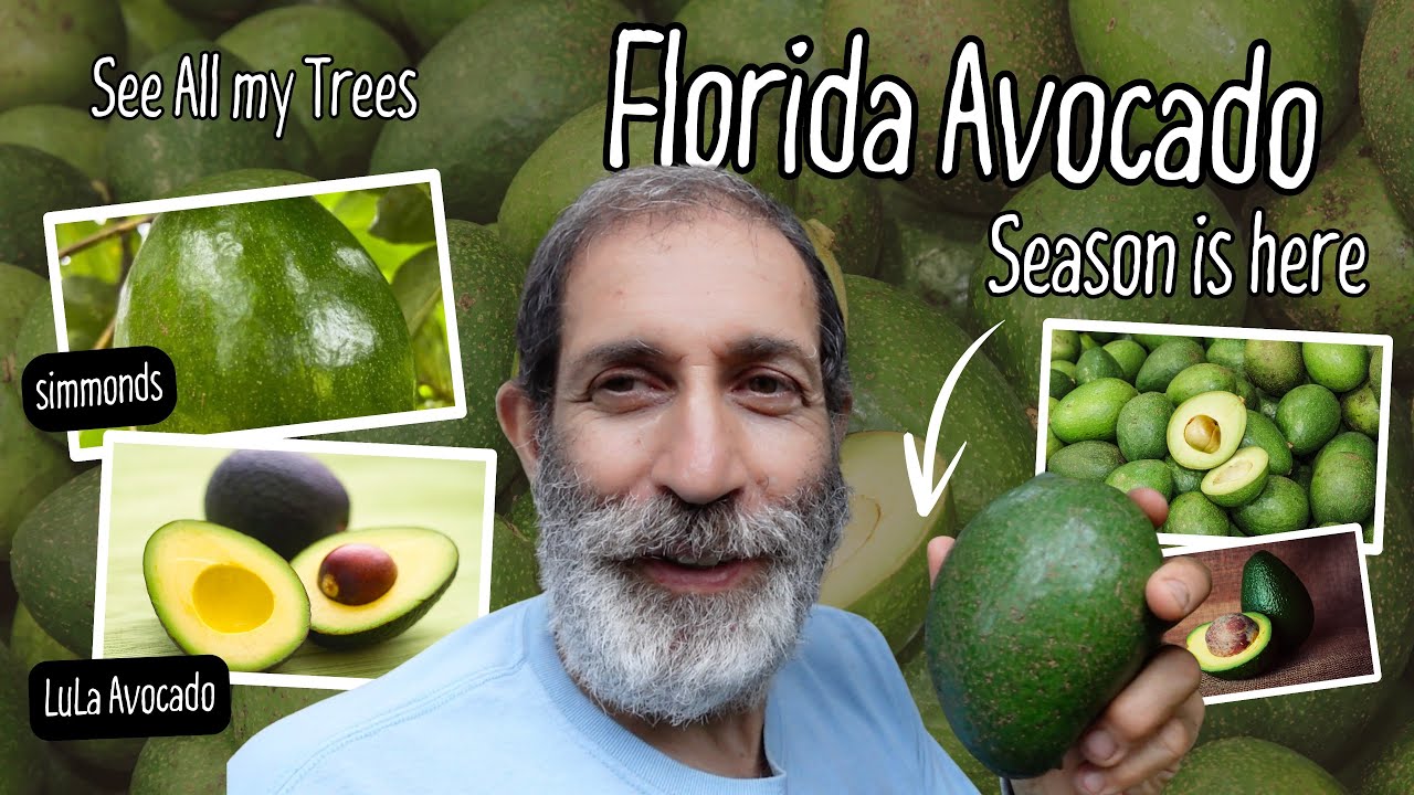Avocado Season in South Florida and My Backyard Trees