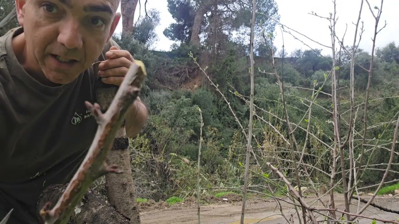 Injerto de una variedad casi extinguida .