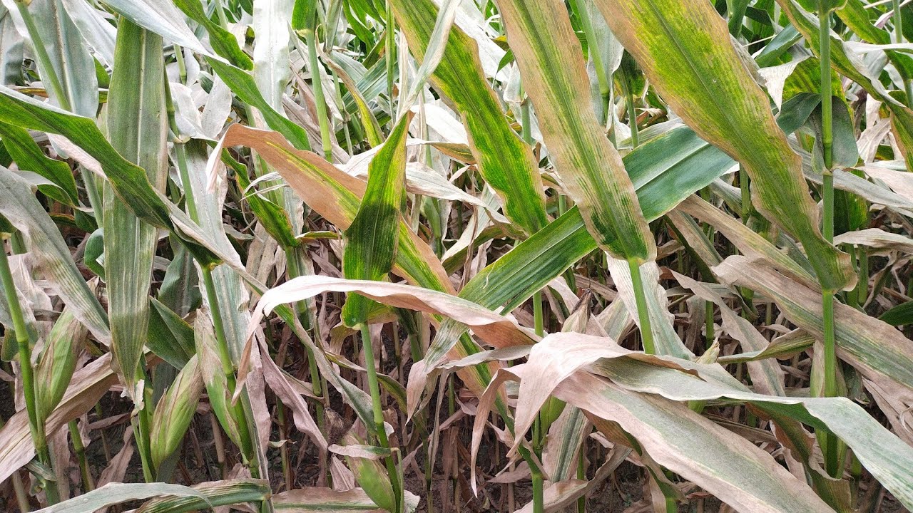 How to control maize stalk rot diseases