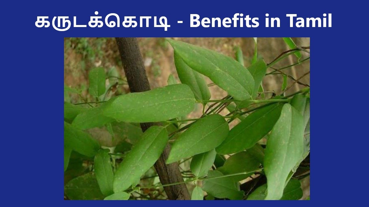 Garudakodi - Benefits in Tamil | Aristolochia Indica | #siddhamedicine #antivenom #ayurveda